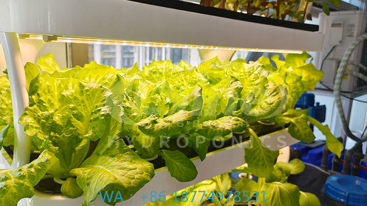 Agriculture Vertical Farming - c Macchina agricola per coltivare la
