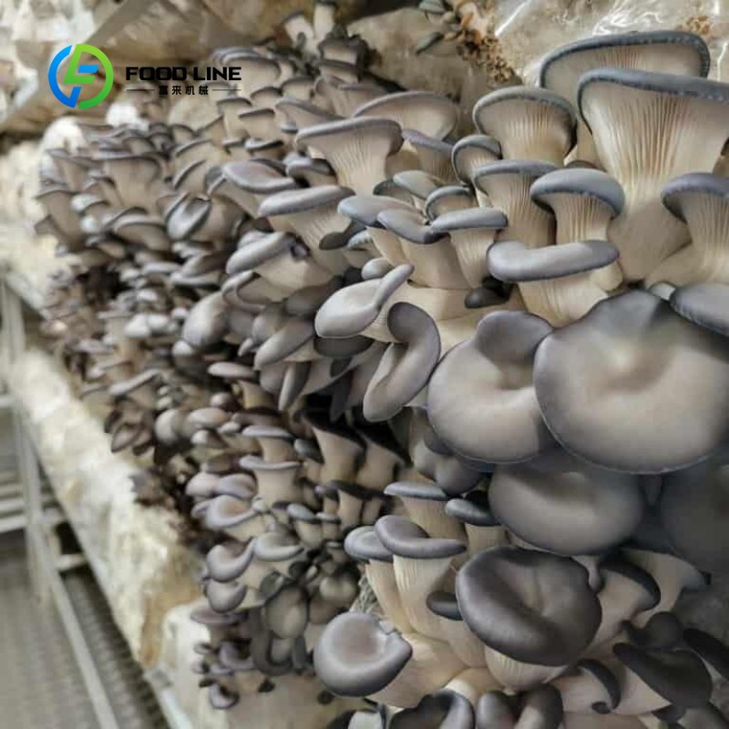 Fattoria Modulare in Container - Urban Farming Agriculture recensione e prezzo